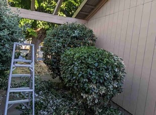 Bush Trimming by Philip Phan for Carletta, F. in Stockton, CA