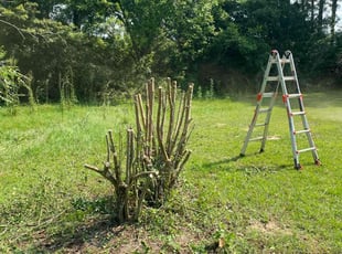 Bush Trimming by Judah Manus for Samantha D. in Cowarts, AL