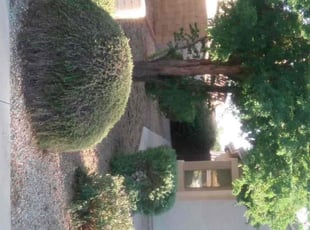 Weeding by Maria Gonzalez for Anderson S. in Mesa, AZ