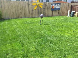 Marisela S.'s Yard Cutting service result