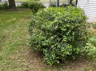 Bush Trimming by Jose H Tejeda Correa for Christine S. in Strasburg, PA