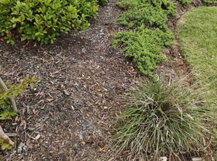 Weeding by Juan Sanchez-Valdez for Lisa K. in Prosper, TX