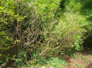 Bush Trimming by Curtis Holloway for Tony J. in Baltimore, MD