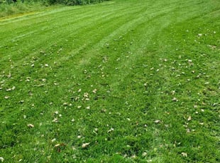 Cristina G.'s Lawn Service service result