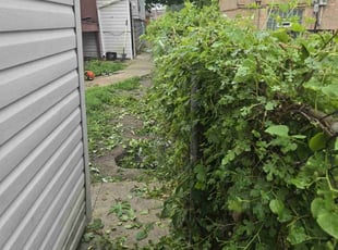Bush Trimming by Tracey Martin for Rachel L. in Chicago, IL