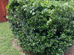 Bush Trimming by TERRY JOHNSON for Kelly L. in Burleson, TX