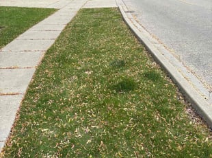 Cleanups by Ricardo Flores for John M. in Grayslake, IL