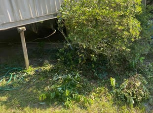 Bush Trimming by Javasia Lennear for David S. in Phenix City, AL