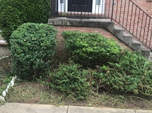 Bush Trimming by Harold Guzman for Crendal B. in Fairfax, VA