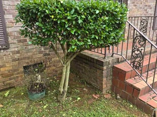 Bush Trimming by Adrien Smith for William D. in Decatur, GA