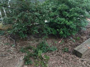 Bush Trimming by Tim Hayes for Anetrea D. in Stockbridge, GA
