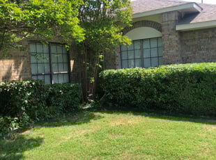Bush Trimming by Sergio Becerra for Sharon H. in Dallas, TX