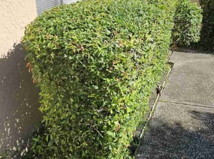 Bush Trimming by Alan Balderas for Nissy O. in Orlando, FL