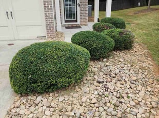 Bush Trimming by Samarrio Conney for Albert B. in Atlanta, GA
