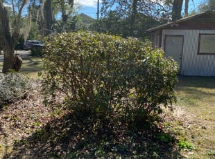 Bush Trimming by Katia Montalvo_ Coffie for Niki C. in Tallahassee, FL