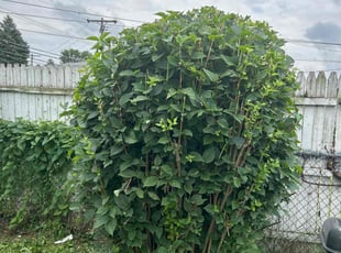 Bush Trimming by Shane Fellers for Nory D. in Westland, MI