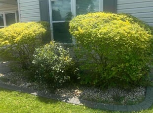 Bush Trimming by Marco Garcia for Patrick P. in Myrtle Beach, SC