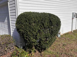 Bush Trimming by Jacolby Walker for William L. in Charlotte, NC