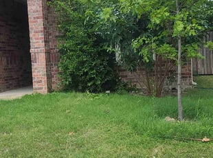 Bush Trimming by Teshna Esparza for Mahagane C. in Fort Worth, TX