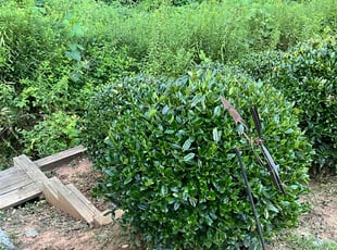 Bush Trimming by Abdoulaye Niang for James B. in Marietta, GA