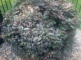 Bush Trimming by Hunter Foster for Carl C. in Anderson, SC
