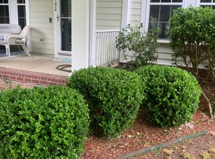 Sharon H.'s Bush Trimming service result