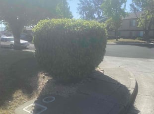 Bush Trimming by Michael Leftridge for Patricia H. in Vallejo, CA