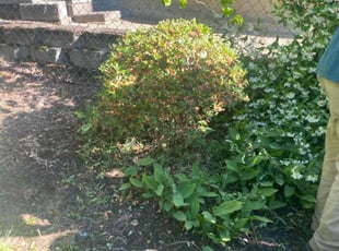 Bush Trimming by Carlos Ledesma for Michael L. in Keizer, OR