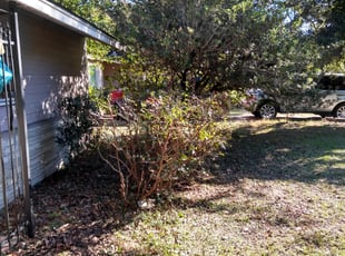 Bush Trimming by Daniel Campos for Joie C. in Houston, TX