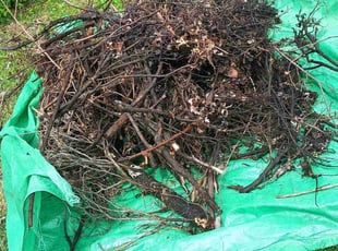Leaf Removal by Damond Merridith for Nick T. in Florissant, MO