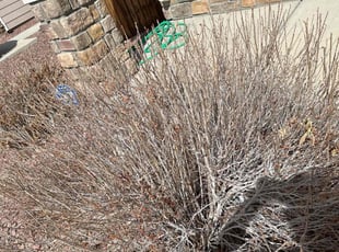 Bush Trimming by Yvette Vigil for Dion B. in Colorado Springs, CO
