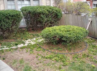 Bush Trimming by De'von Wardlow-Williams for Judy Y. in Wauwatosa, WI