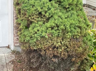 Bush Trimming by Luis Contreras for Andrea H. in Westfield, IN