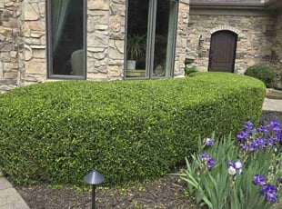 Bush Trimming by Jacob Jumper for Israel l. in Grand Rapids, MI
