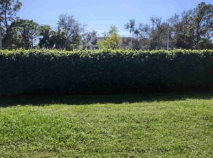 Bush Trimming by Cari Butler for trevelin q. in Brandon, FL