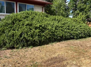 Bush Trimming by Devin Brown for Brittany S. in Denver, CO
