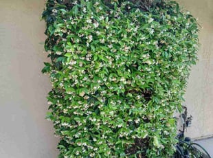 Bush Trimming by Dustyn Roberts for Frank T. in Oceanside, CA
