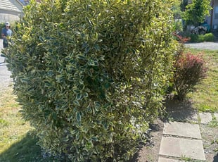 Bush Trimming by Richard Luiza Jr for Marin . in Seattle, WA
