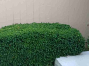 Bush Trimming by Seth D for Marjorie M. in Olathe, KS