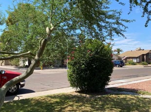 Bush Trimming by Bobby Parris for Chelsea H. in Glendale, AZ