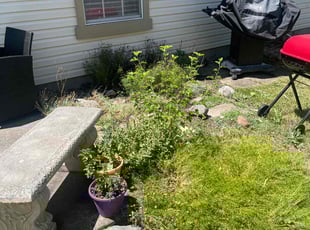 Weeding by Luis Contreras for Sarah H. in Indianapolis, IN