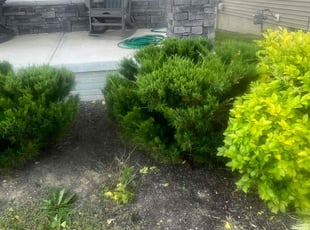 Bush Trimming by Cameron Cordell for Brent B. in Plain City, OH