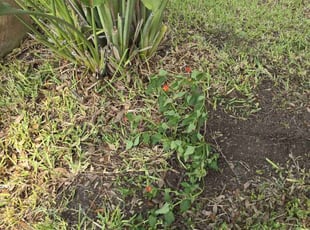 Landscaping by Robert de la Rosa for cris P. in McAllen, TX