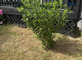 Bush Trimming by Kendell Hills for Letty H. in Lithonia, GA