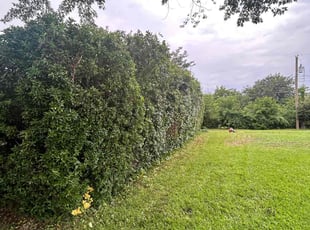 Bush Trimming by Osmin Salvador for Nicole A. in Garland, TX