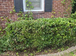 Bush Trimming by Kyle Bryant for Kathy C. in Greenville, SC