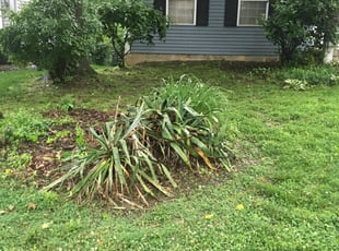 Weeding by Sean Vatter for John S. in Columbus, OH
