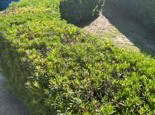 Bush Trimming by Bradley Wightman for Bruce B. in Daytona Beach, FL