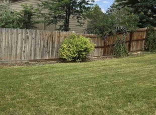 Bush Trimming by Alexander felipe Viloria rodriguez for Jerry M. in Aurora, CO