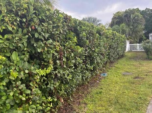 Bush Trimming by Chris Pegnia for Larry h. in Bradenton, FL
